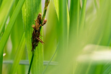 pupa ve yetişkin uğur böceği - yeşil arka planda bir uğur böceğinin doğumu