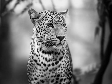 Siyah beyaz leoparın gözleri.