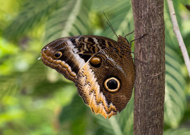 Tropik kelebek, baykuş kelebeği (Caligo eurilochus), Rotterdam, Blijdorp, Hollanda, Avrupa