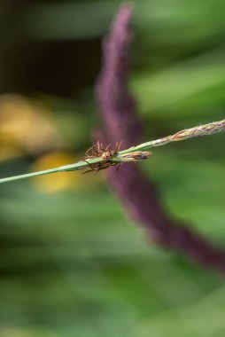 pupa ve yetişkin uğur böceği - yeşil arka planda bir uğur böceğinin doğumu
