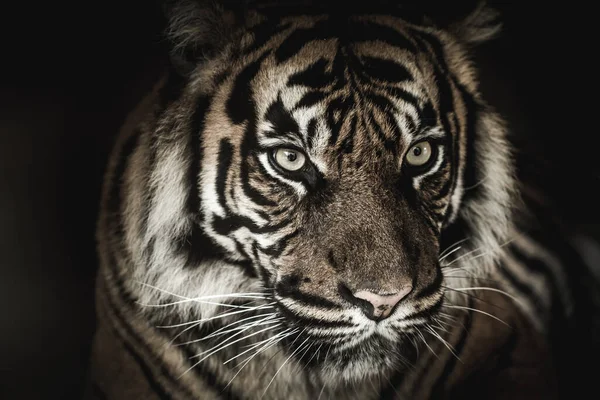 Blanco Negro Hermoso Tigre Aislado Sobre Fondo Negro — Foto de Stock