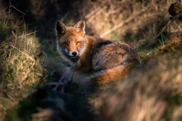 Red Fox Natural Environment Wildness Concept — Stock Photo, Image