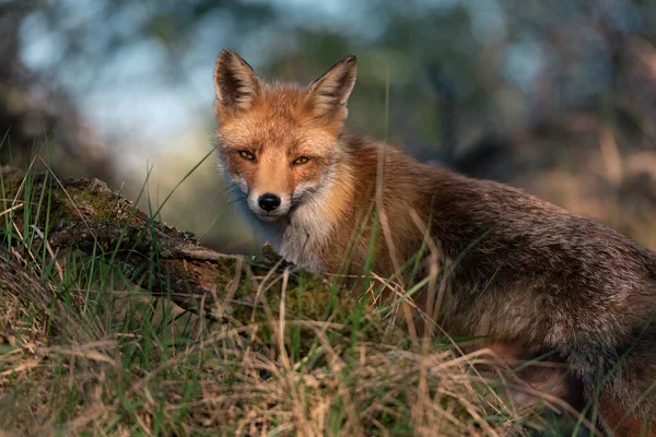 自然環境における赤狐 野生の概念 — ストック写真