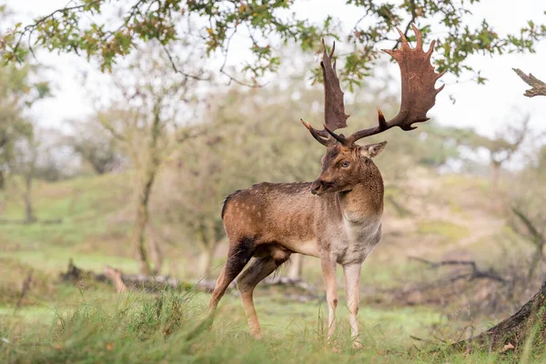 Beautiful Male Deer Soft Background — Stock Photo, Image