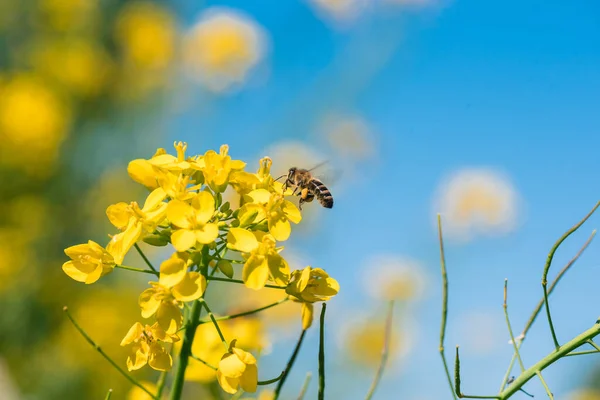 Honungsbin Samlar Pollen Gul Rapsblomma Mot Blå Himmel — Stockfoto