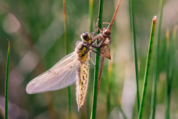 Vznik Libellula Depressa Přírodě — Stock fotografie