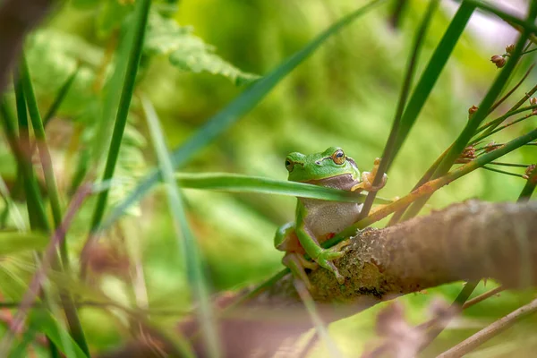 自然の中で緑の木のカエル — ストック写真