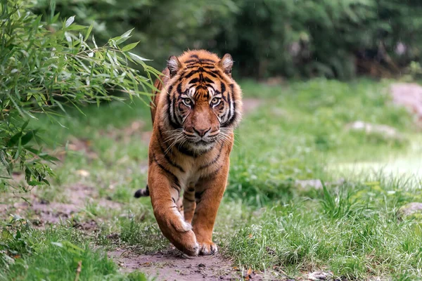 Marche Tigre Dans Herbe Concept Sauvagerie — Photo