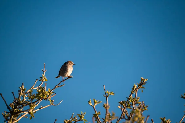 Fliegender Vogel Auf Blauem Hintergrund Buchfink Oder Einfach Buchfink — Stockfoto