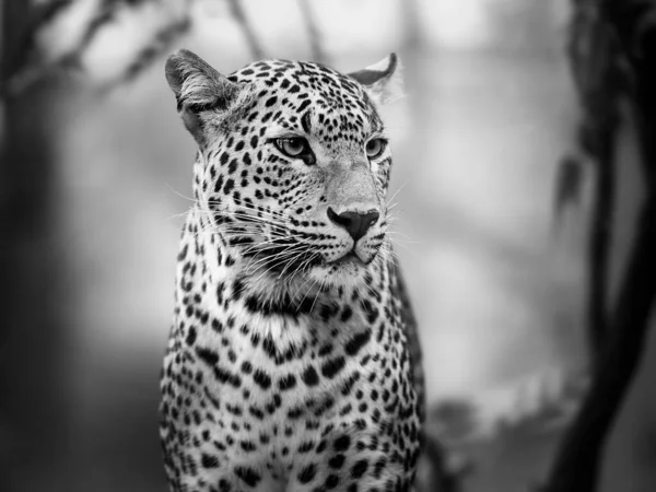 Los Ojos Del Leopardo Blanco Negro —  Fotos de Stock