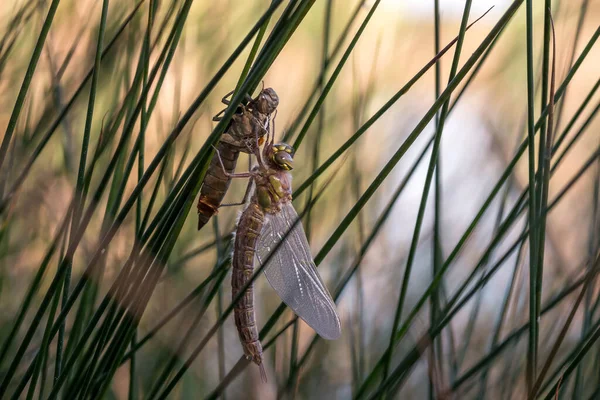 Vznik Libellula Depressa Přírodě — Stock fotografie