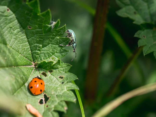 Pupa Adults Ladybug Birth Ladybug Green Background — Stock Photo, Image