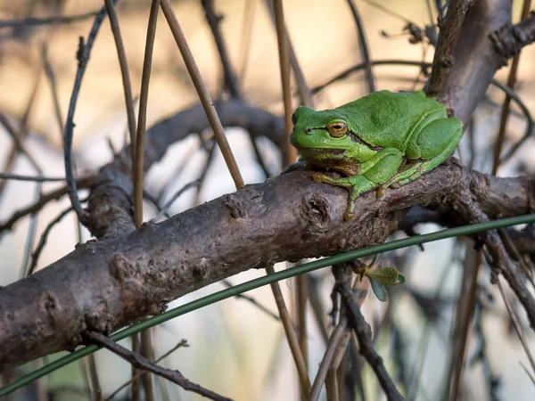 Green Tree Frog Natural Environment — Stock Photo, Image