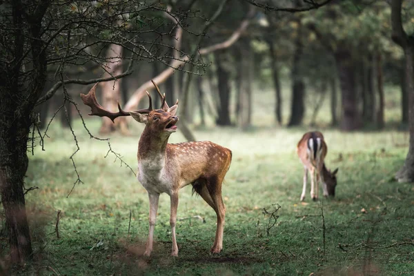 Deers Dama Dama Rutting Season Wildness Concept — Stock Photo, Image
