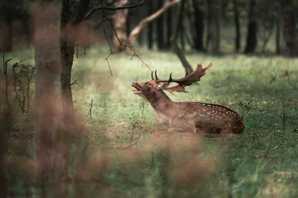 柔らかい背景に美しいオスの鹿 — ストック写真