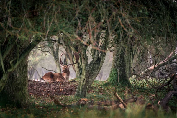 Krásný Samec Jelen Měkkém Pozadí — Stock fotografie