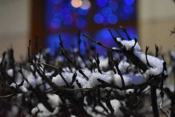 ライトアップされた窓の前の枝に白い雪 — ストック写真