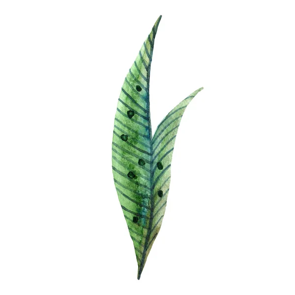 Αδιάβροχα αγριολούλουδα. Απομονωμένο πράσινο φύλλο — Φωτογραφία Αρχείου