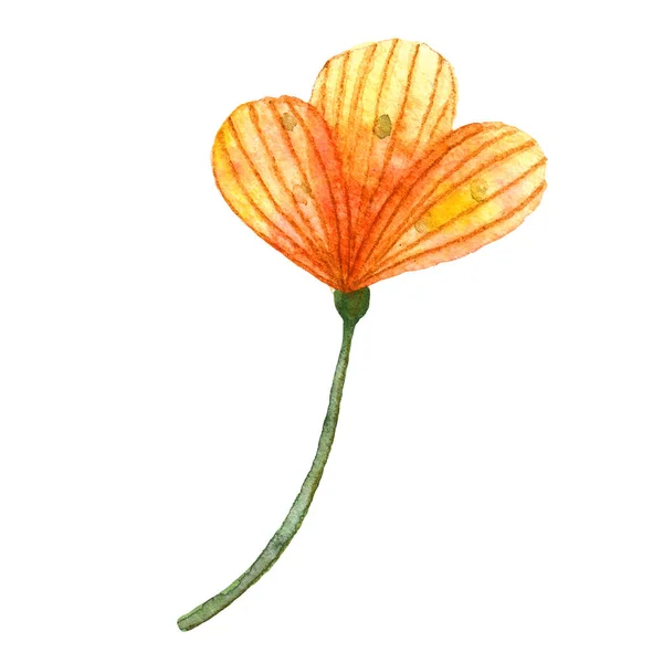 Акварельні дикі квіти. Яскраво-жовта помаранчева квітка — стокове фото