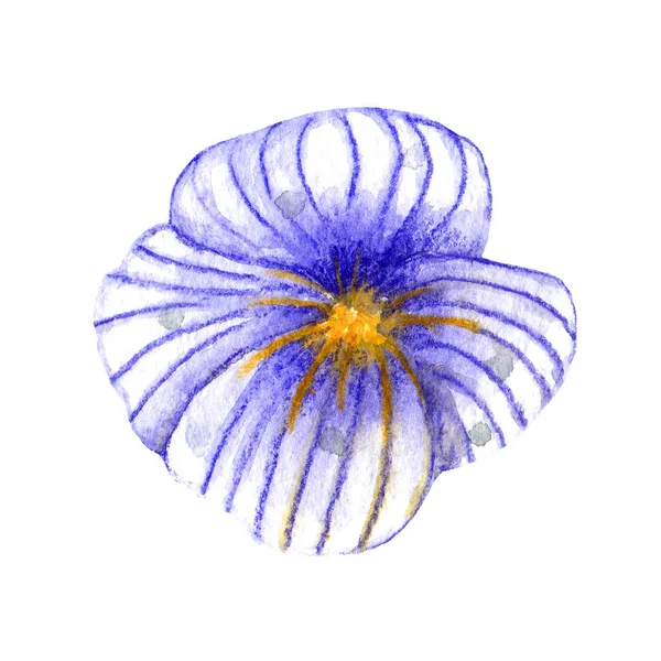 Fleurs sauvages aquarelle. Pansy à capitule bleu pâle — Photo