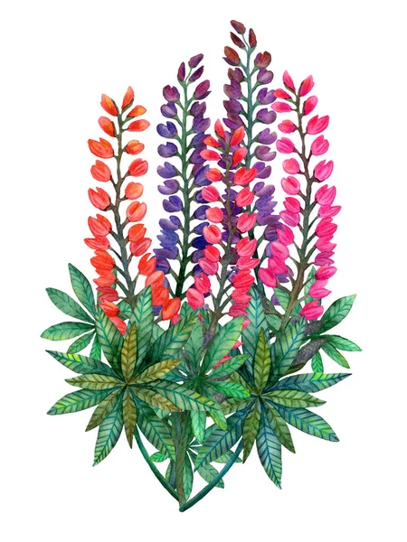 Watercolor lupins. Bright colorful summer bouquet of lupins isolated ロイヤリティフリーのストック画像