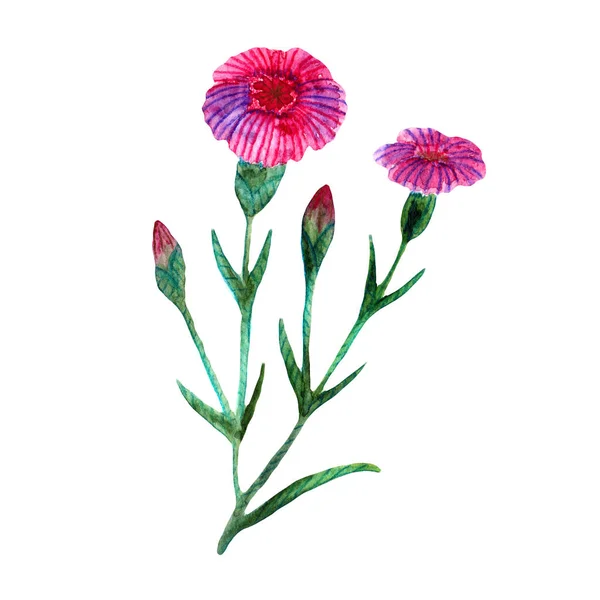 Aquarel wilde bloemen. Paars-roze weideanjers — Stockfoto