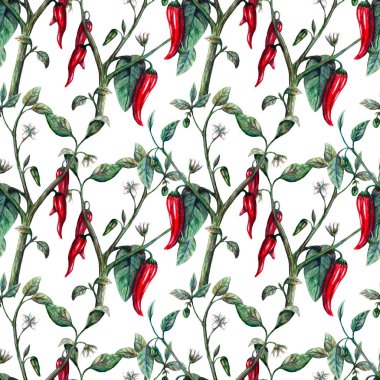 Kusursuz suluboya gerçekçi botanik desenli acı kırmızı biber çiçek açıyor.