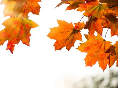 gün batımında sonbahar yaprakları