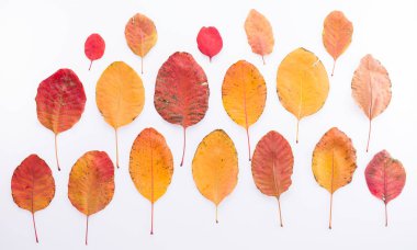 sonbahar kuru yapraklar