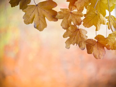Gün batımında yapraklar dalda