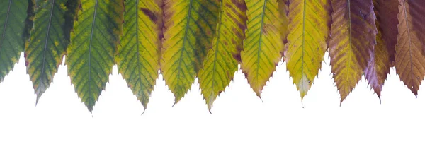 Kolorowe liście kasztanowca — Zdjęcie stockowe