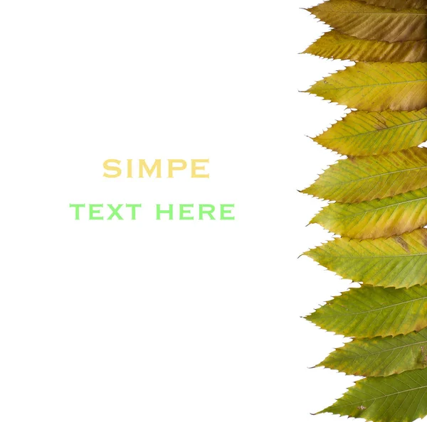 Chestnut leaves and place for text — Stock Photo, Image