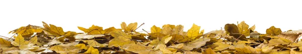白い質感の黄色の葉 — ストック写真