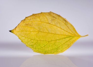 Sarı yaprak yakın çekim