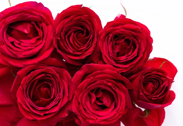 Foto ravvicinata di rose — Foto Stock