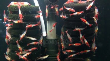 fish tank güzel mini karides yakın çekim
