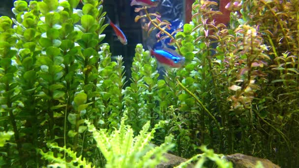 Крупним планом красива міні риба в акваріумі — стокове відео