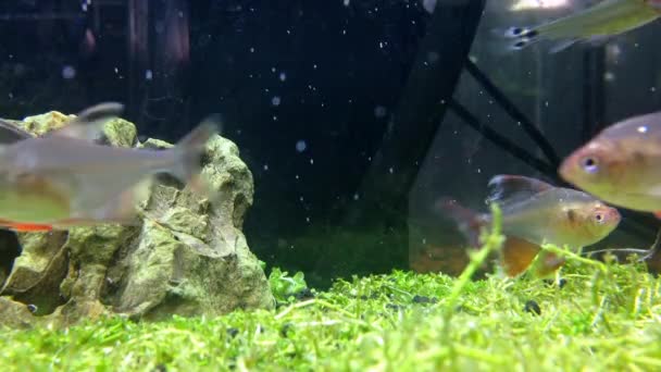 Zblízka krásné mini ryb v akváriu — Stock video