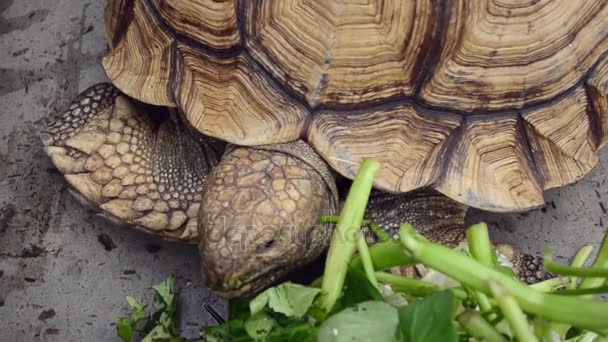 A giant tortoise eating some vegetation. Animal in captivity. — Stock Video