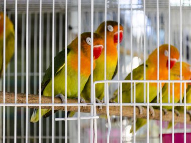 Kafesteki papağan