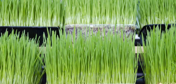 Fresh green wheat grass