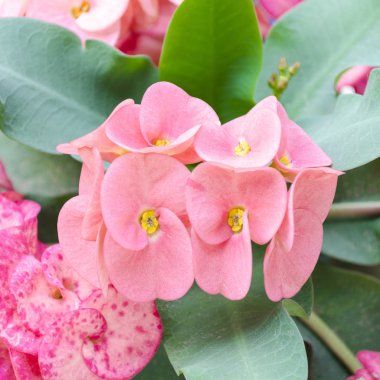 Dikenli çiçekler: Euphorbia milli Desmoul