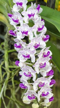 Vahşi bir tropikal ormanda mor orkideler