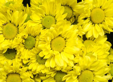 Arka plan resmi olarak güzel krizantem