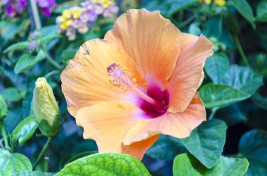 Hibiscus çiçek yaprakları