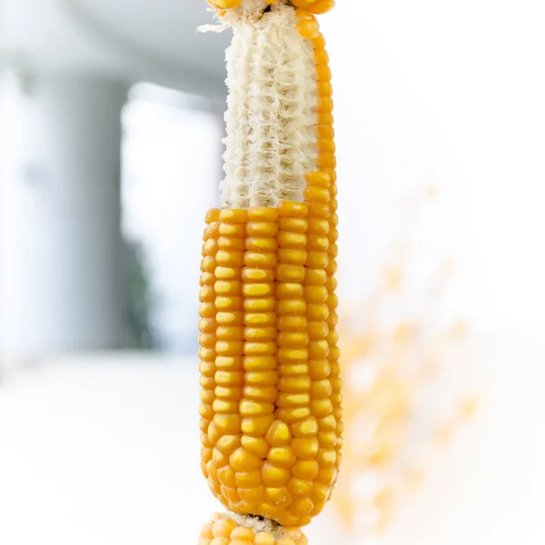 Крупним планом суха кукурудза — стокове фото
