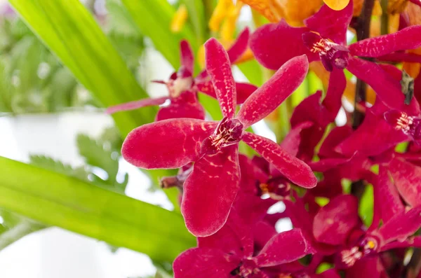 Orquídea vermelha bonita — Fotografia de Stock