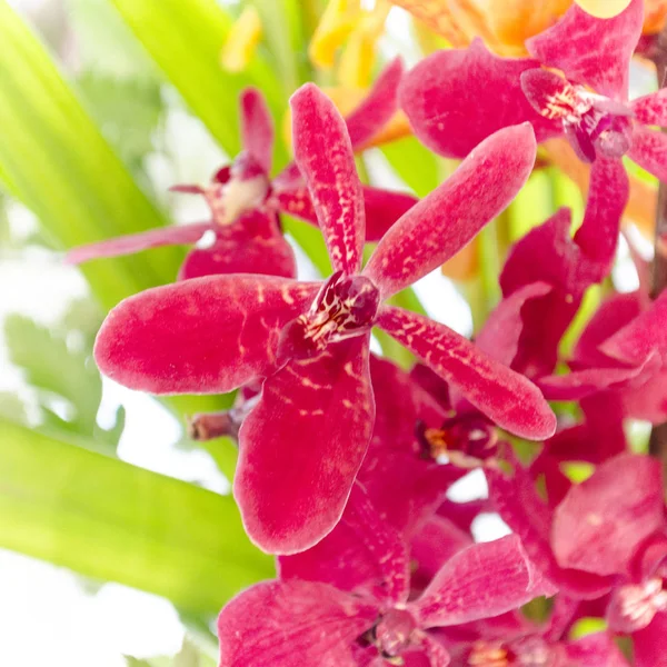 Schöne rote Orchidee — Stockfoto