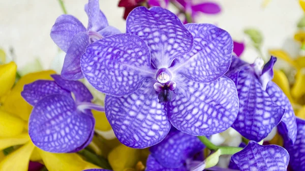 Schöne lila Orchidee — Stockfoto