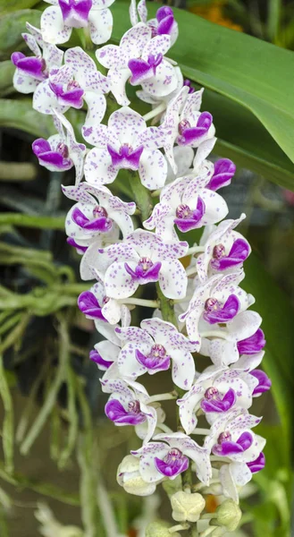 Violette Orchideen in einem wilden tropischen Wald — Stockfoto